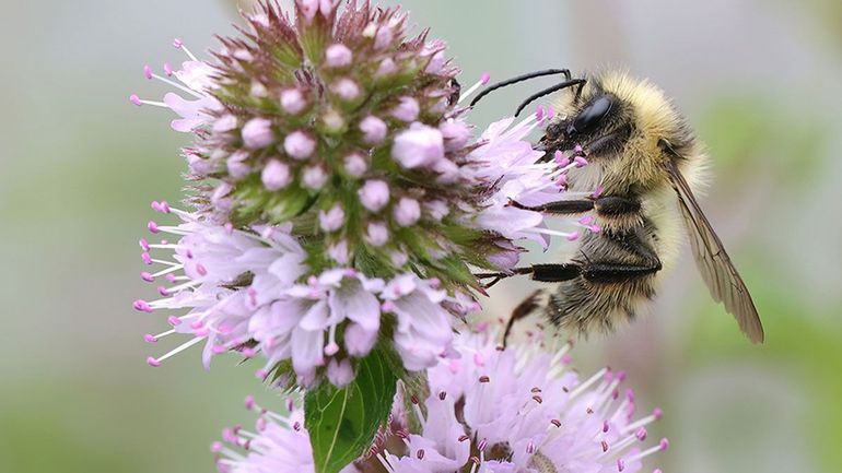De Biesbosch is bijvoorbeeld leefgebied van de zandhommel