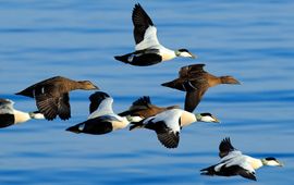 Shutterstock Eider