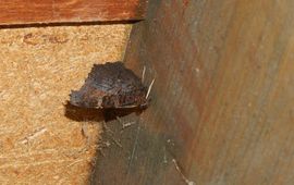 Nu, in de winter, zitten dagpauwogen weg gekropen in holle bomen, in schuurtjes of, zoals hier, op zolders