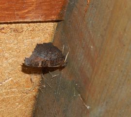 Nu, in de winter, zitten dagpauwogen weg gekropen in holle bomen, in schuurtjes of, zoals hier, op zolders