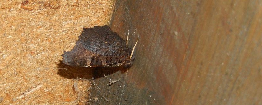 Nu, in de winter, zitten dagpauwogen weg gekropen in holle bomen, in schuurtjes of, zoals hier, op zolders