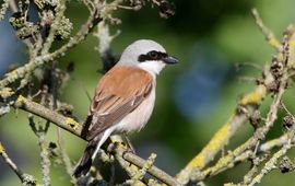 Grauwe Klauwier. Lanius collurio