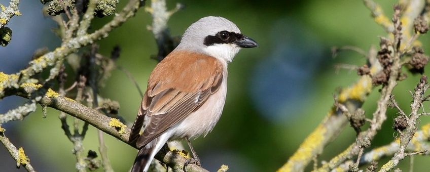 Grauwe Klauwier. Lanius collurio