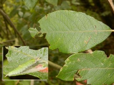 Vraatsporen van de grote weerschijnvlinderrups, inzetje de rups