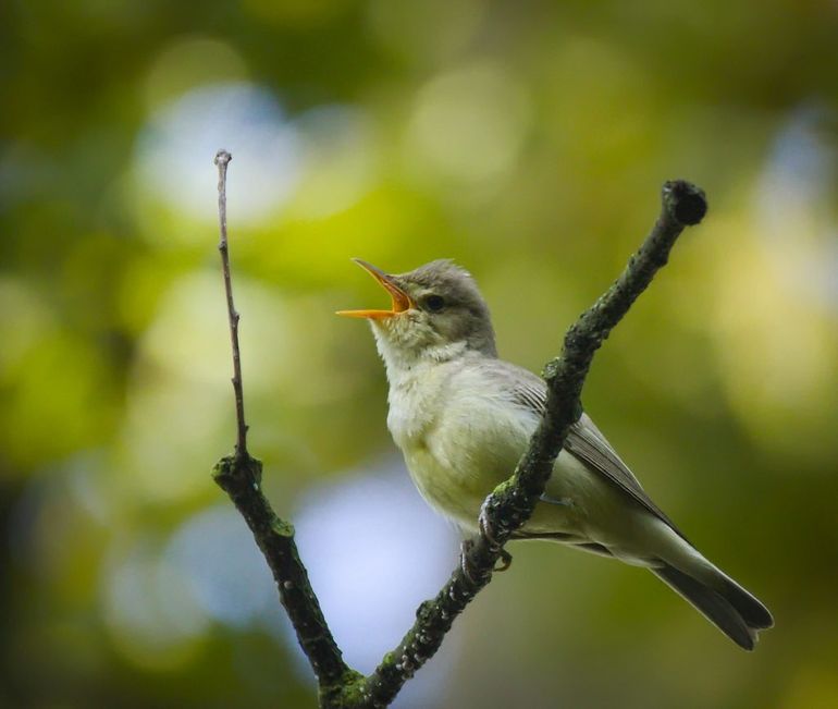 Spotvogel