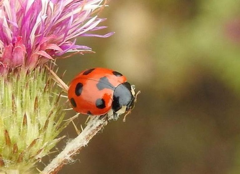 Lieveheersbeestje, een van de natuurlijke vijanden van de eikenprocessierups