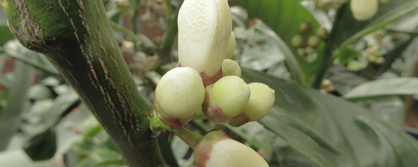 Bloemknoppen van een sukadecitroen in de collectie Paleis Het Loo