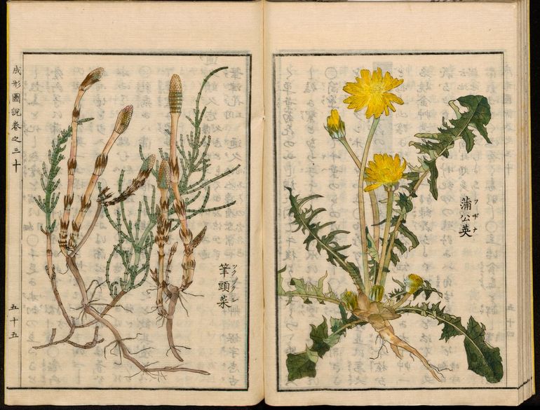 Paardenbloem in de landbouwkundige encyclopedie van Seikei Zusetusu (1793), een boek met 134 platen van Japanse groenten en granen