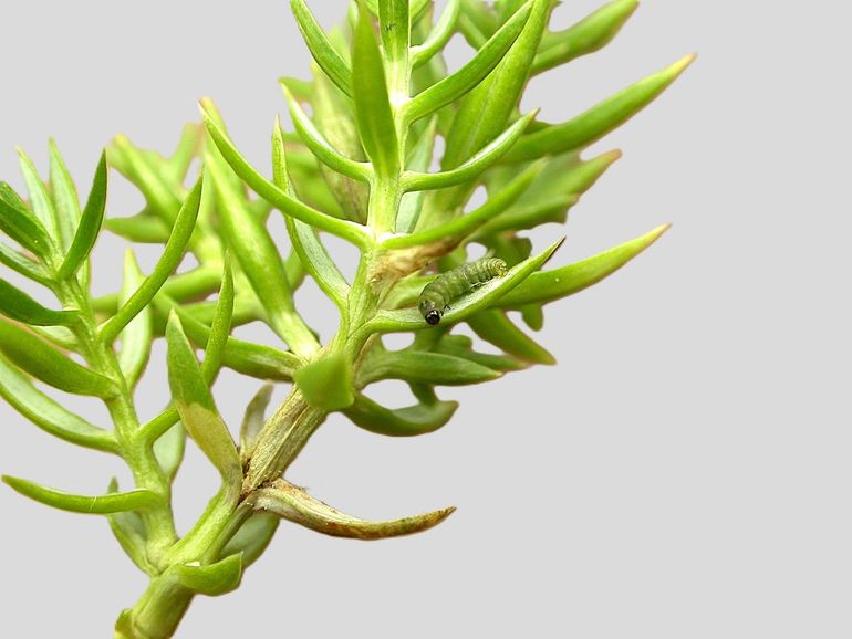 Caterpillar of A. sabinae