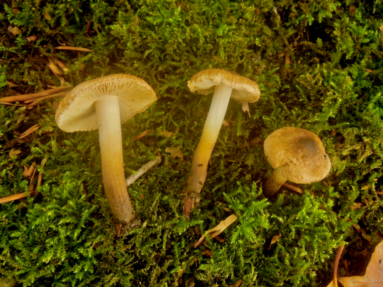 De zwartvoetvezelkop staat als ernstig bedreigd op de Rode Lijst