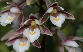 Paul Busselen, KU Leuven moeraswespenorchis