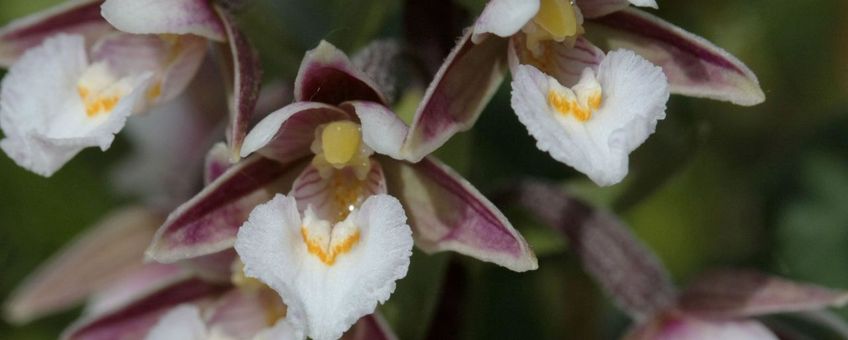 moeraswespenorchis