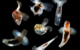 Katja Peijnenburg en collega’s Snails with wings compilation