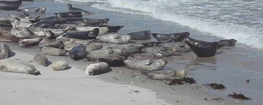 Gewone zeehonden op zandbank. (foto: Andreas Trepte, www.photo-natur.de) wikipedia