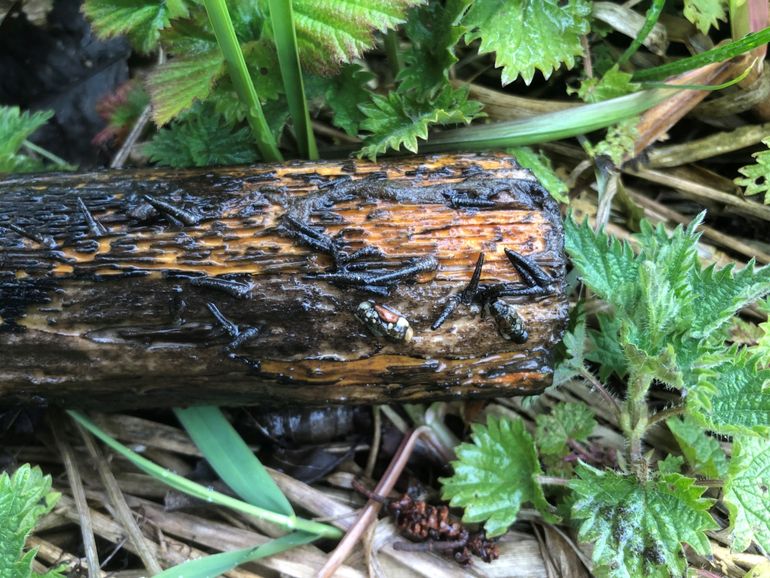 Kokerjuffers leven op hout dat in de beek ligt