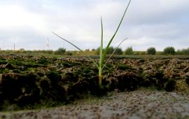 De kans op vestiging van zaailingen op wadplaten wordt bepaald door de fluctuaties van de bodem waarop de plant wortelt.