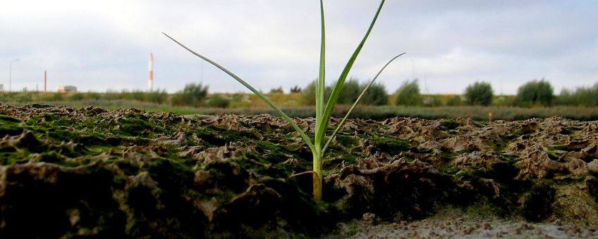 De kans op vestiging van zaailingen op wadplaten wordt bepaald door de fluctuaties van de bodem waarop de plant wortelt.