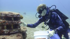 Researcher introducting West Indian top shell (whelk) on artificial reef.