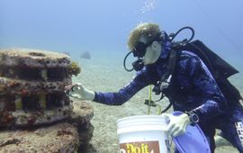 Researcher introducting West Indian top shell (whelk) on artificial reef.