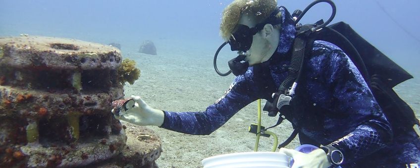 Researcher introducting West Indian top shell (whelk) on artificial reef.