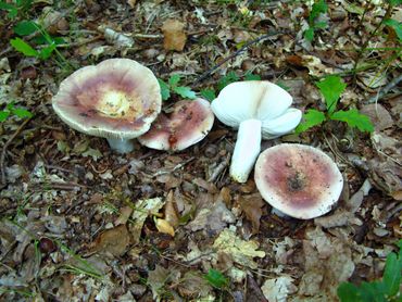 Smakelijke russula