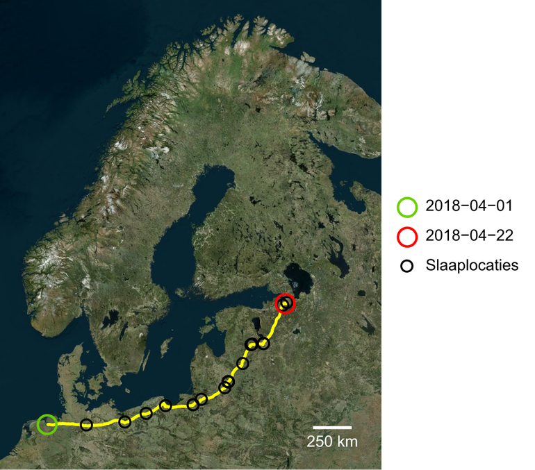 Voorjaarsmigratie van de gezenderde ruigpootbuizerd tussen 1 en 23 april 2018. De eindlocatie van de track bevindt zich in Rusland vlakbij Sint Petersburg