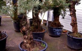 Toon Verrijdt containerplanten uit Zuid-Europa