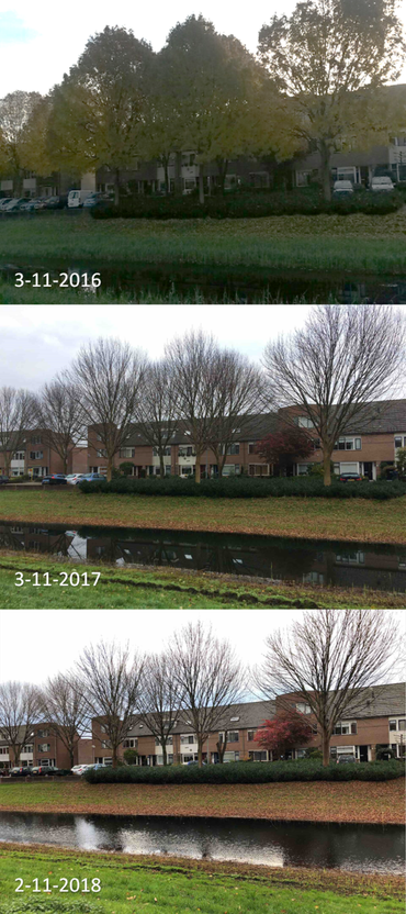 Verschil in bladverkleuring en bladval van enkele essen in Ede in de jaren 2016, 2017 en 2018