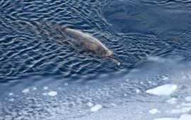 De zuidelijke zwarte dolfijn of ‘Arnoux’s beaked whale’ . (eenmalig exclusief wmr)