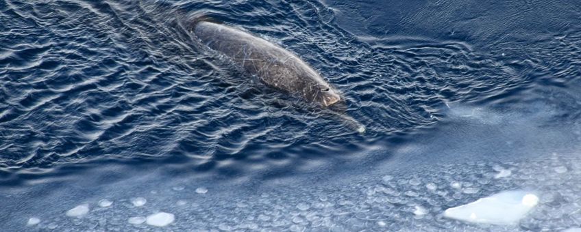 De zuidelijke zwarte dolfijn of ‘Arnoux’s beaked whale’ . (eenmalig exclusief wmr)