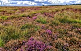 Een van de drogere vindplaatsen van de heidehommel op het Dwingelderveld