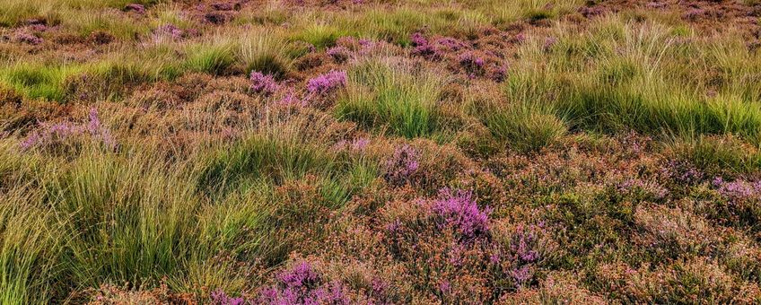 Een van de drogere vindplaatsen van de heidehommel op het Dwingelderveld