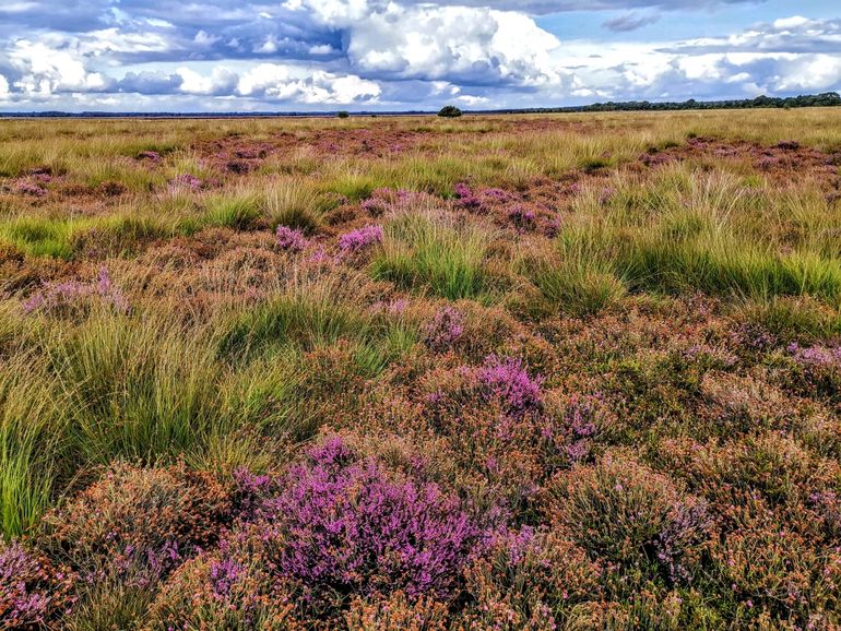 Een van de drogere vindplaatsen van de heidehommel op het Dwingelderveld