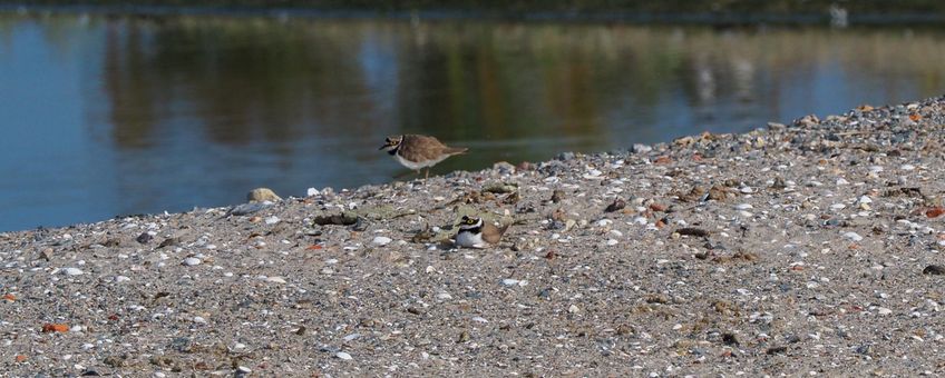 Kleine plevier op Bliek in het Haringvliet