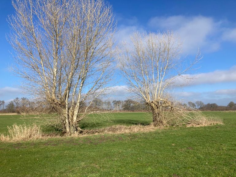 Knotbomen van Zwarte populier bij Zalk