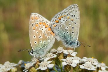 Kijk de komende weken nog uit naar het icarusblauwtje