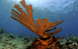 Hans Leijnse Elkhorn coral (Acropora palmata)