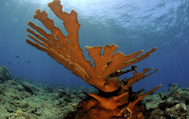 Elkhorn coral (Acropora palmata)