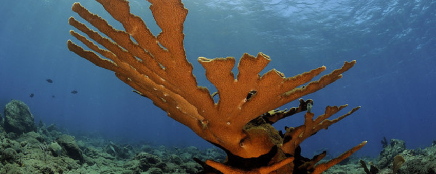 Elkhorn coral (Acropora palmata)