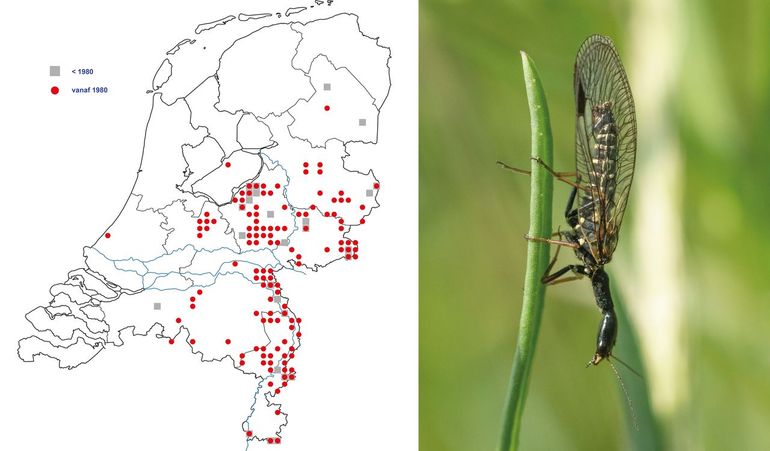 Verspreiding van de drukke zwartvlekkameel Phaeostigma notata