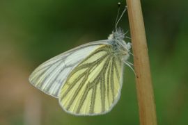 Pieris napi. Klein geaderd witje