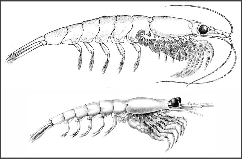 De twee tot nu toe in Nederlandse wateren aangetroffen krillgarnalen. Boven een Noorse krillgarnaal (Meganyctiphanes norvegica), onder: eierdragend vrouwtje van de Kleine krillgarnaal (Nyctiphanes couchii)