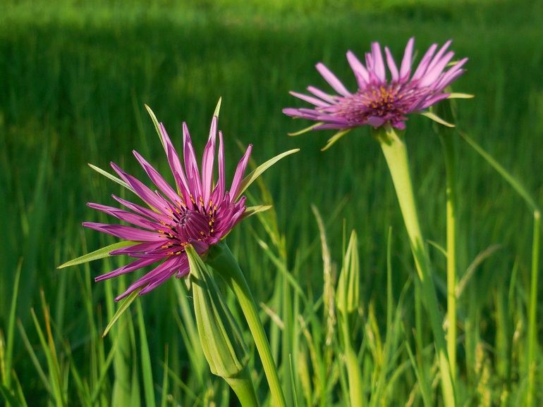 De bloemen van paarse morgenster zijn onmiskenbaar