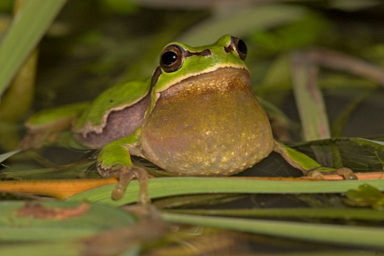 Boomkikkerkoren zijn op warme avonden tot op een kilometer afstand te horen