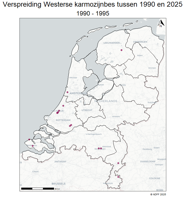 Westerse karmozijnbes heeft zich in enkele decennia flink verspreid in Nederland