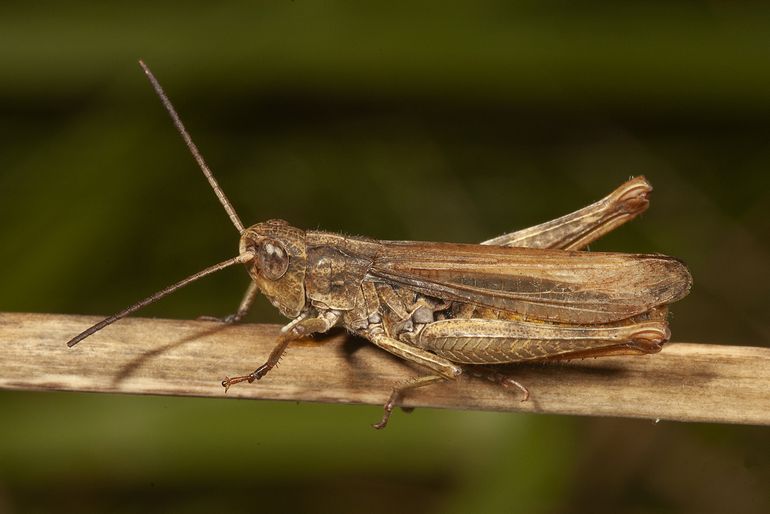 Het locomotiefje (Chorthippus apricarius) heeft een beperkt verspreidingsgebied in Nederland. Hij wordt alleen gevonden in de omgeving van Zwolle en ten westen van Haarlem