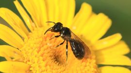 De zwarte ertsbij mist de blauwe glans van de blauwe ertsbij.