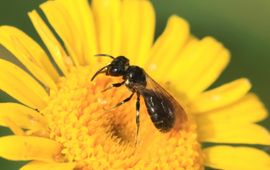 De zwarte ertsbij mist de blauwe glans van de blauwe ertsbij.