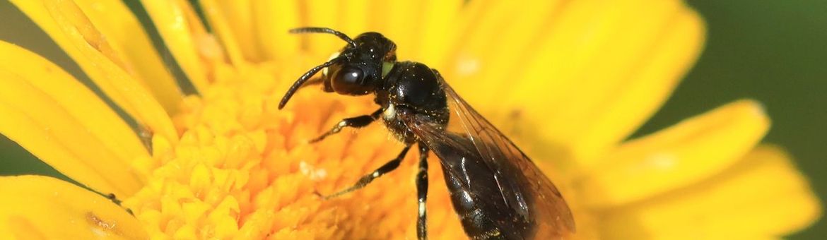 De zwarte ertsbij mist de blauwe glans van de blauwe ertsbij.