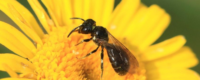 De zwarte ertsbij mist de blauwe glans van de blauwe ertsbij.